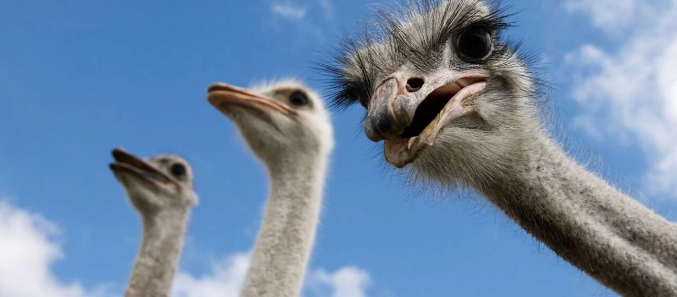 Άνθρωποι εναντίων στρουμφοκάμηλων: Ο πιο περίεργος πόλεμος στην ιστορία της ανθρωπότητας